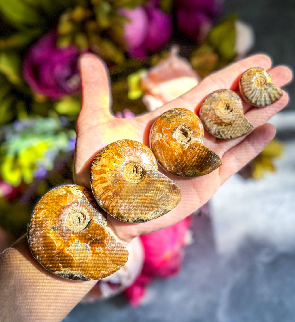 Fire Ammonite Fossil, Natural history, Ethically Sourced