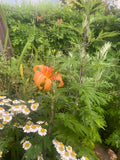 Initial Herbal Consultation