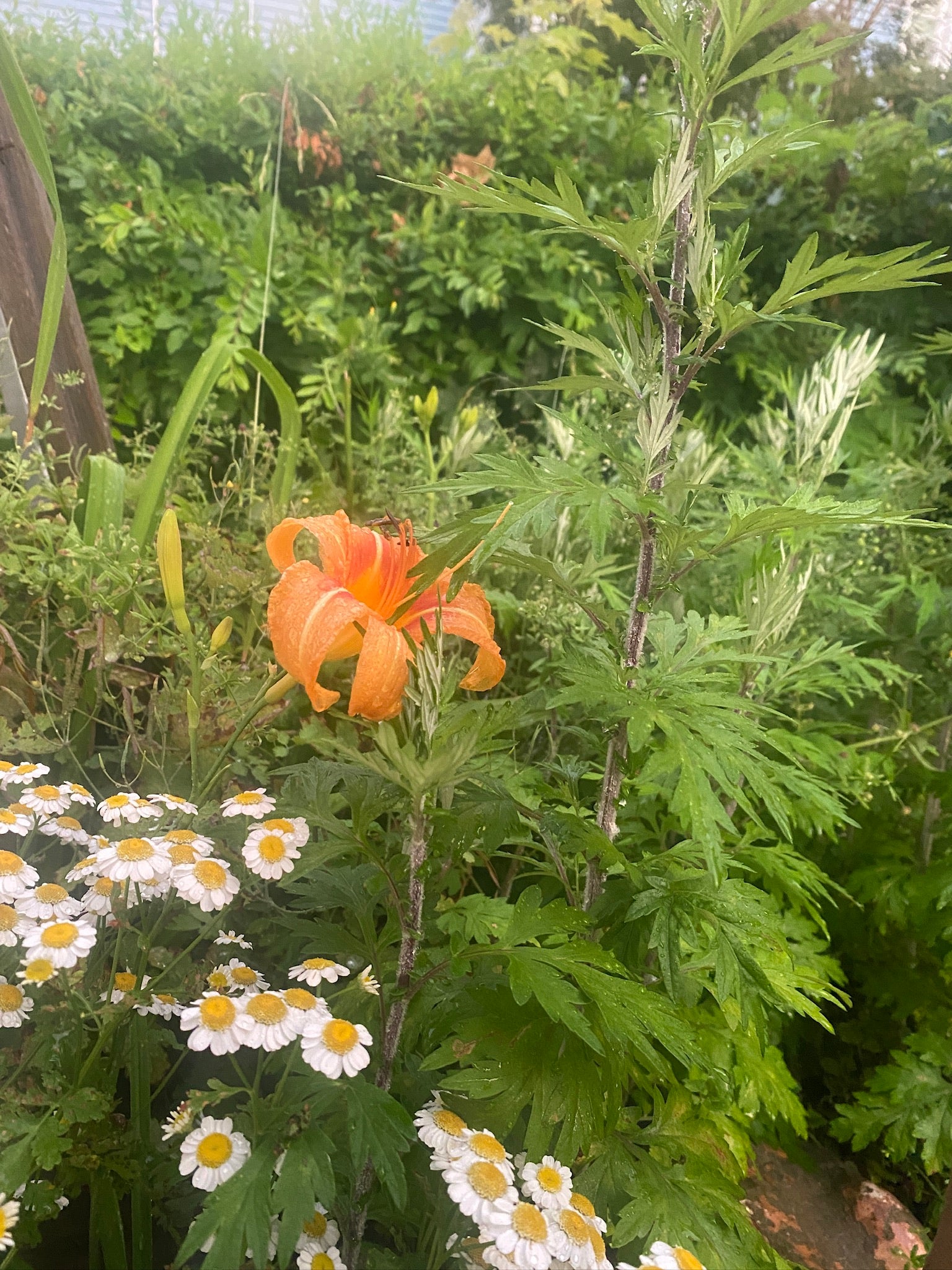 Initial Herbal Consultation