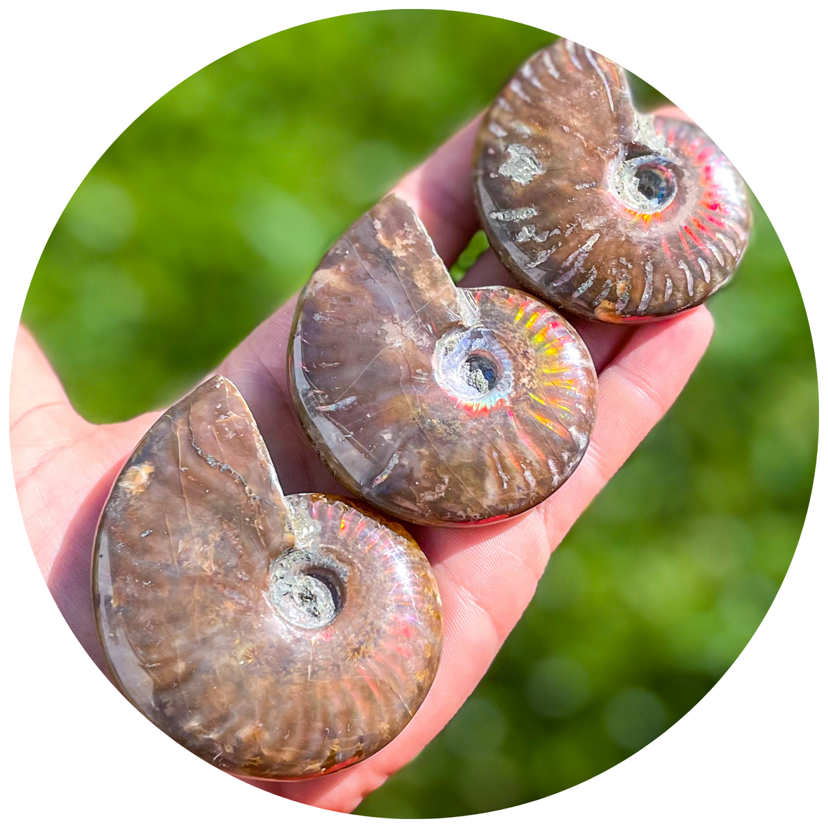 Fire Ammonite Fossil, Natural history, Ethically Sourced