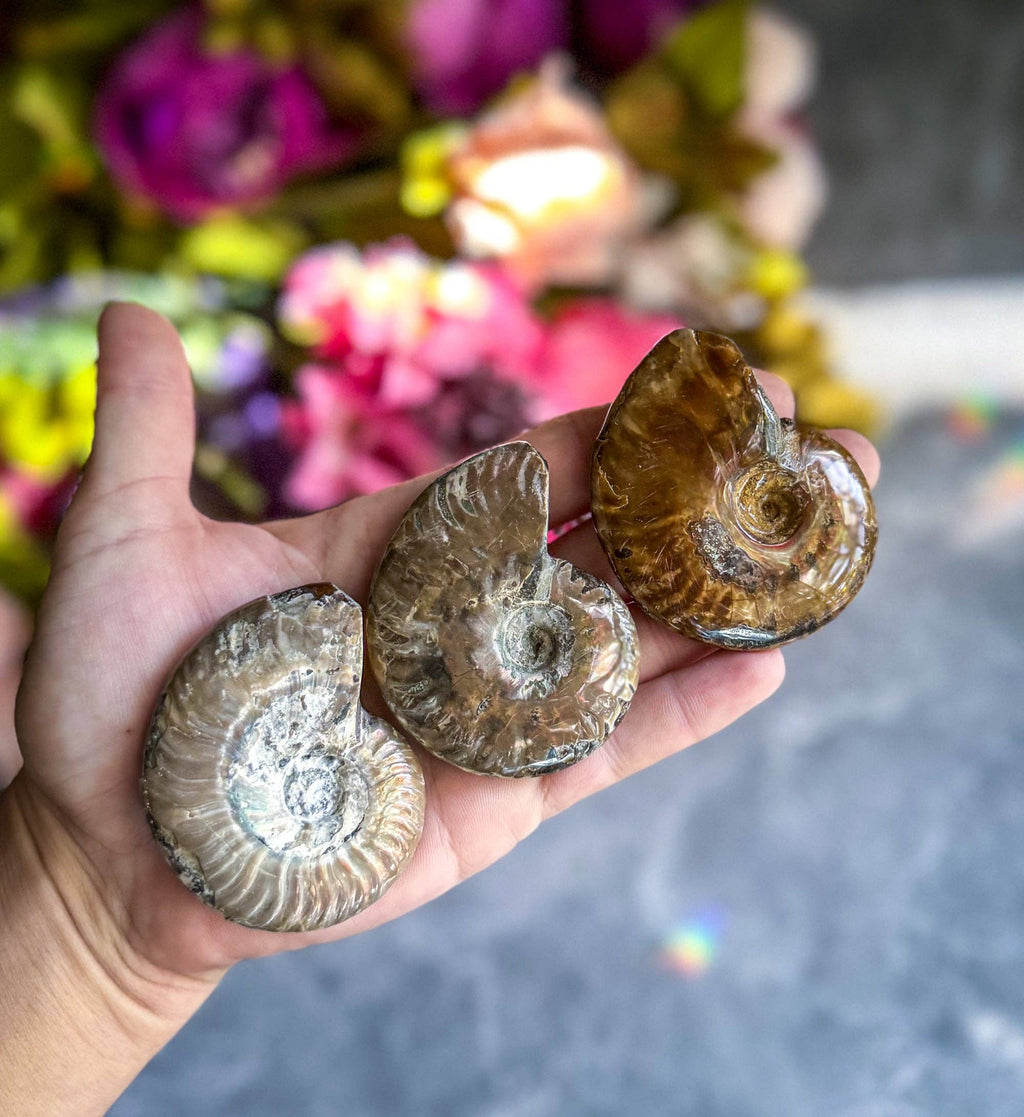 Fire Ammonite Fossil, Natural history, Ethically Sourced