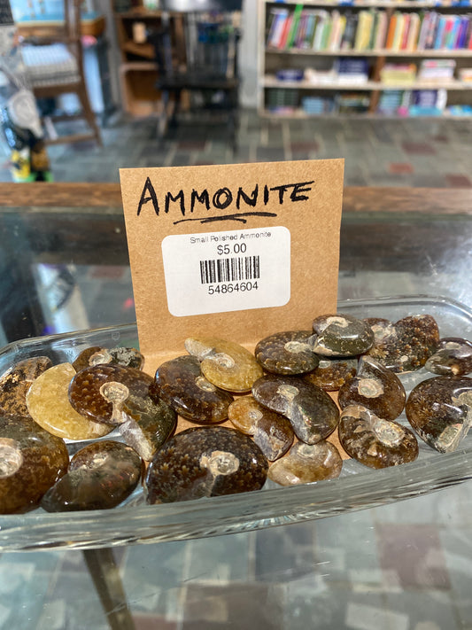 Small Polished Ammonite