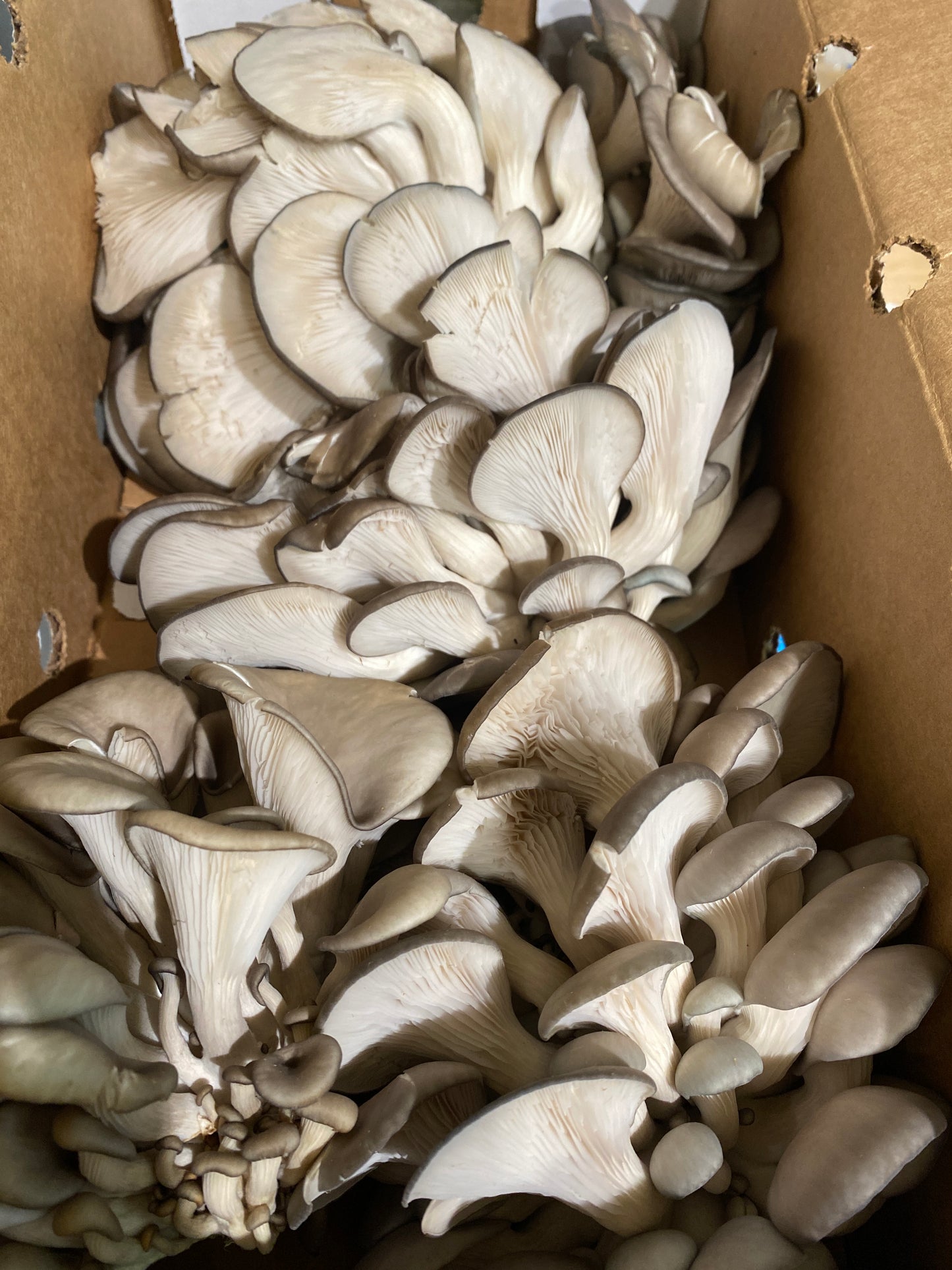 Fresh Mushrooms!!