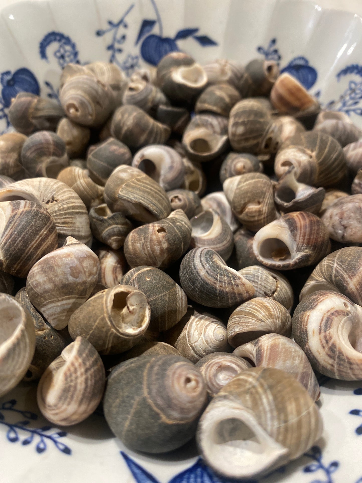 Shells