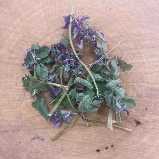 Purple Dead Nettle