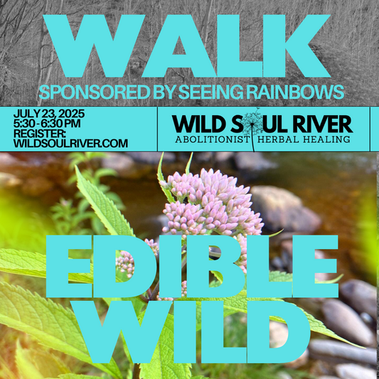 July Edible/Medicinal Plant Walk (7/23/25)