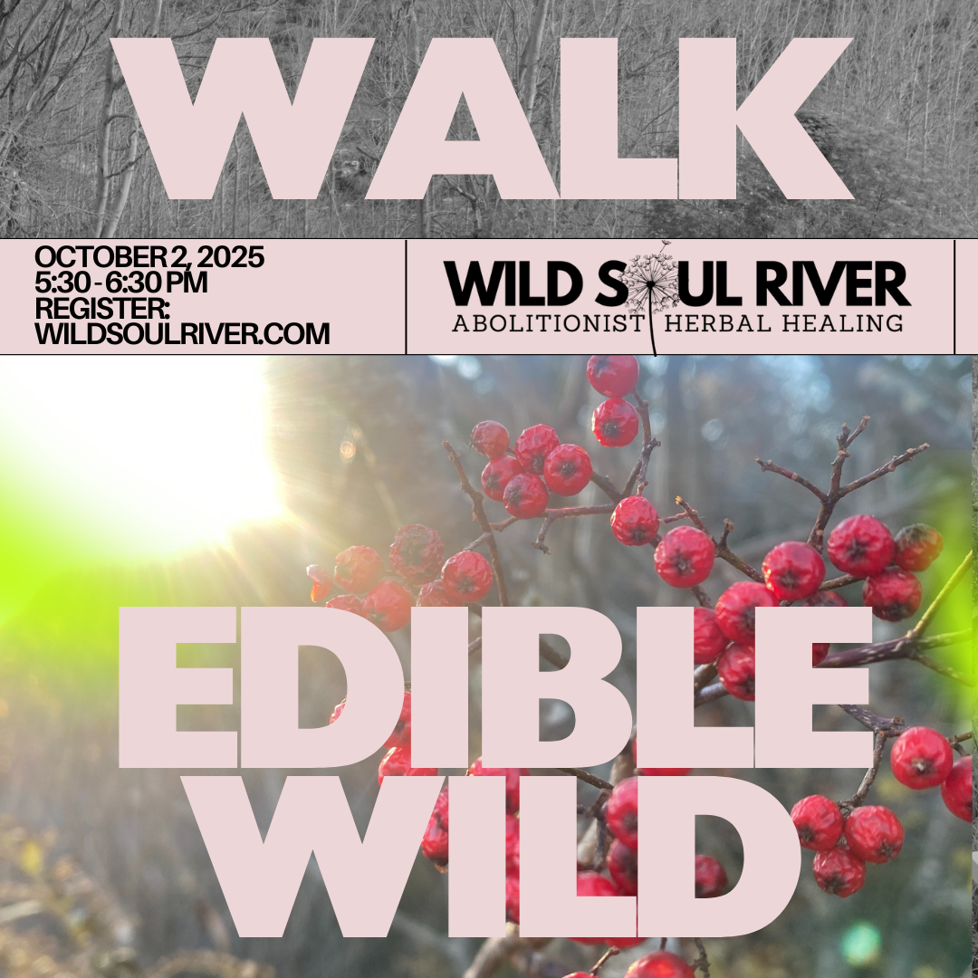 October Edible/Medicinal Plant Walk (10/2/25)