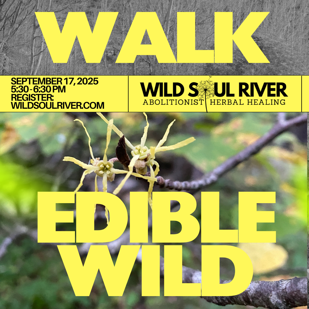 September Edible/Medicinal Plant Walk (9/17/25)