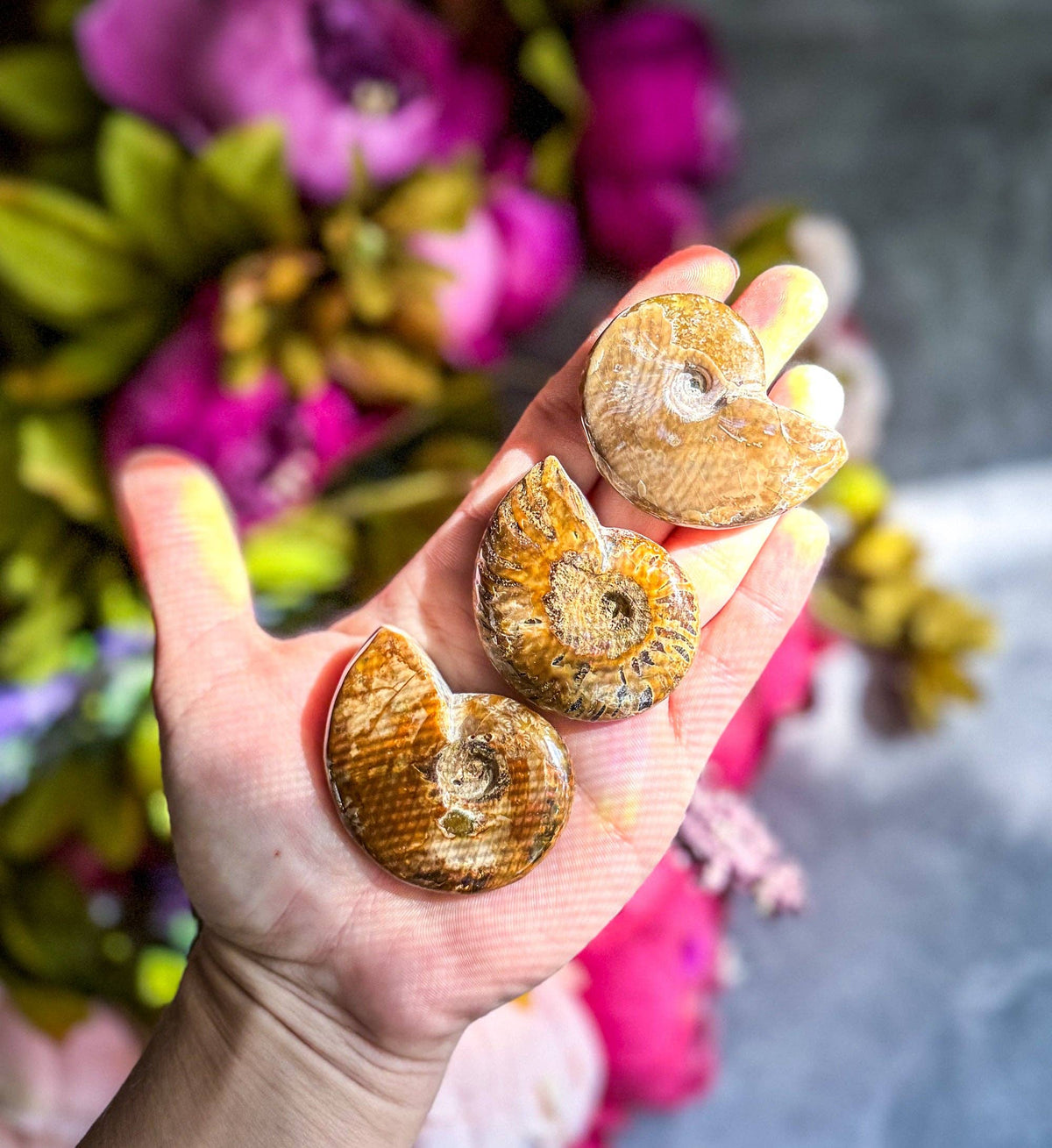 Fire Ammonite Fossil, Natural history, Ethically Sourced