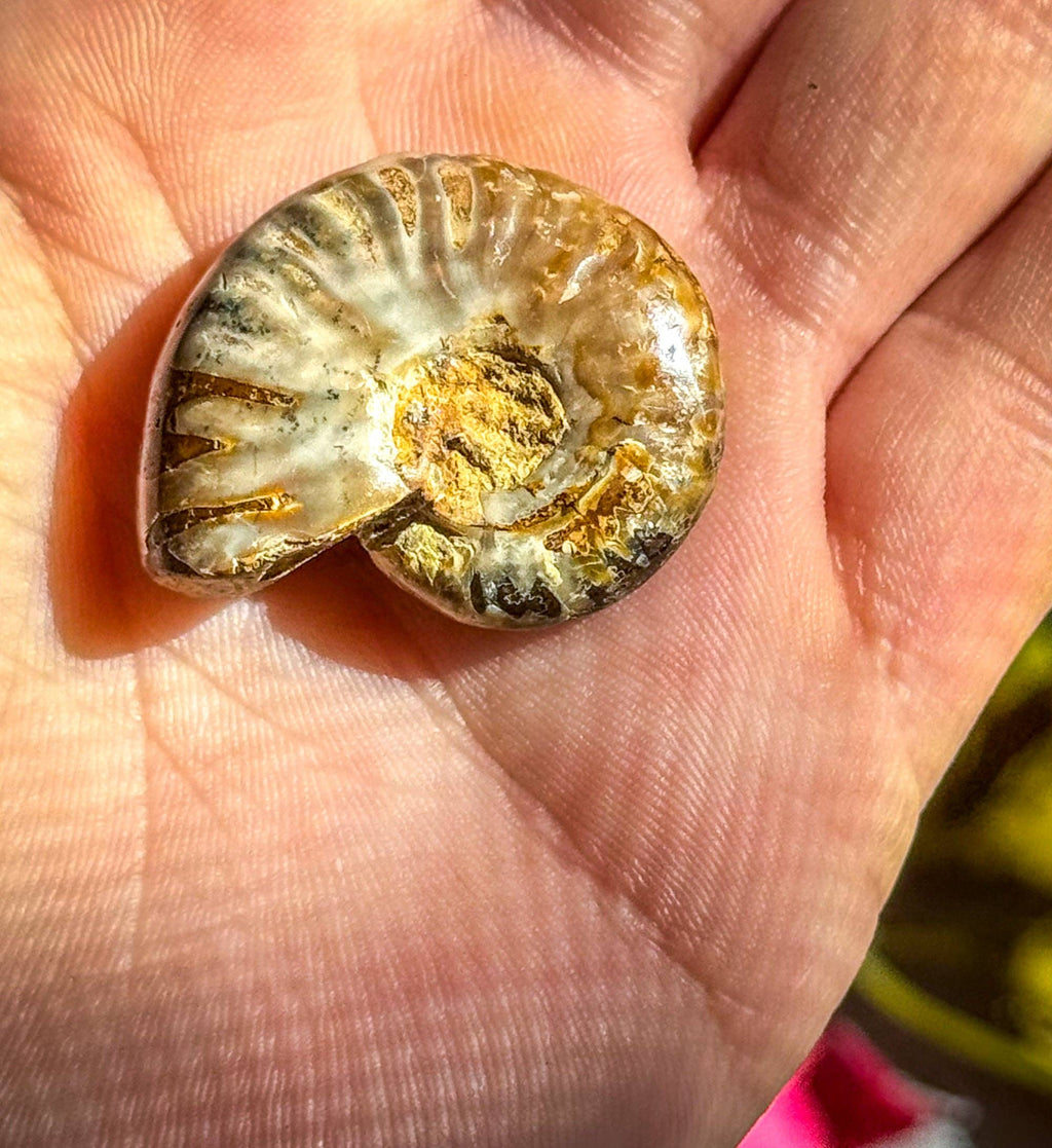 Fire Ammonite Fossil, Natural history, Ethically Sourced