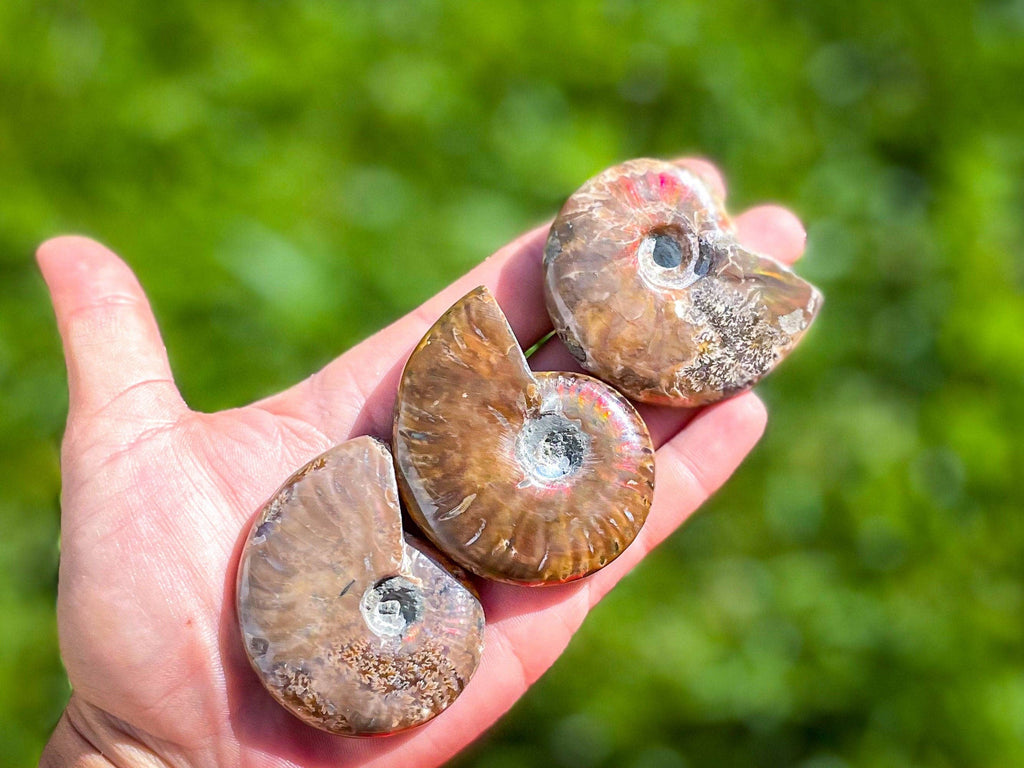 Fire Ammonite Fossil, Natural history, Ethically Sourced