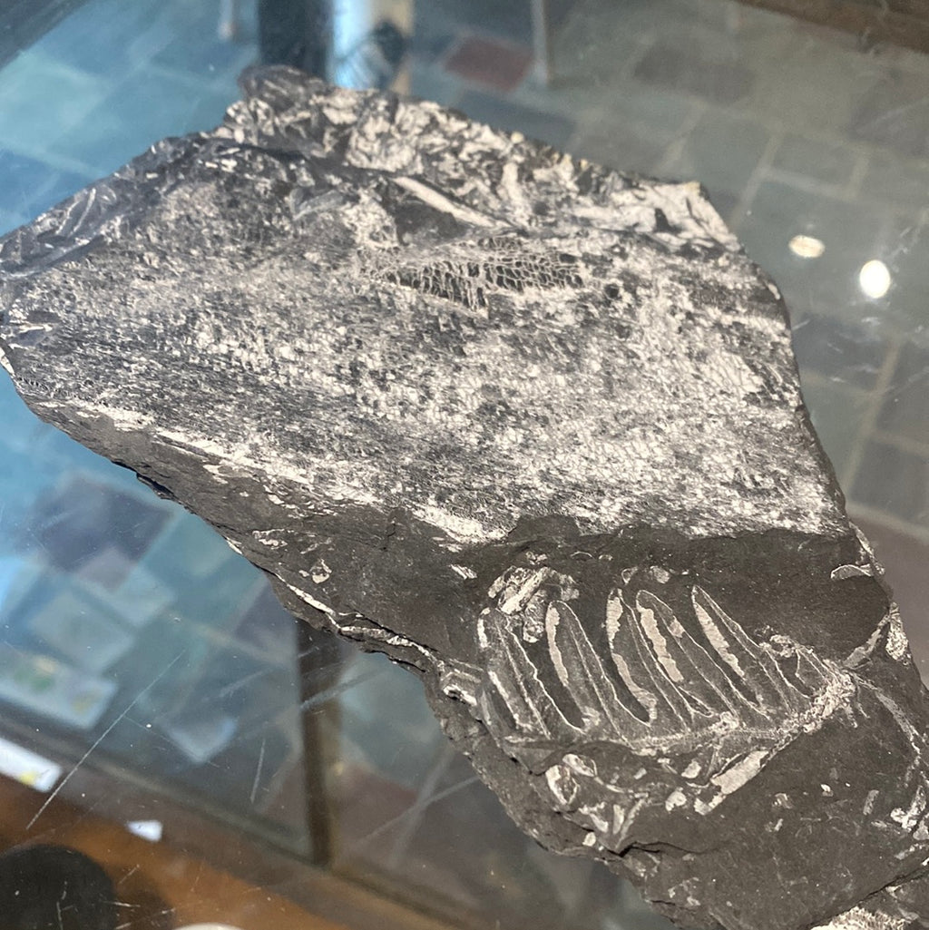 Fern Fossil