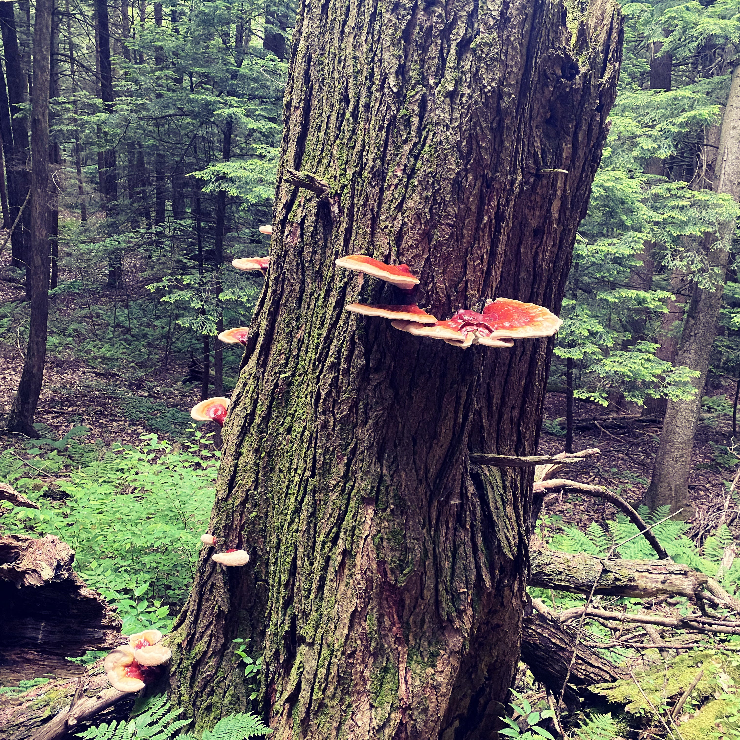 Wild Reishi Tincture