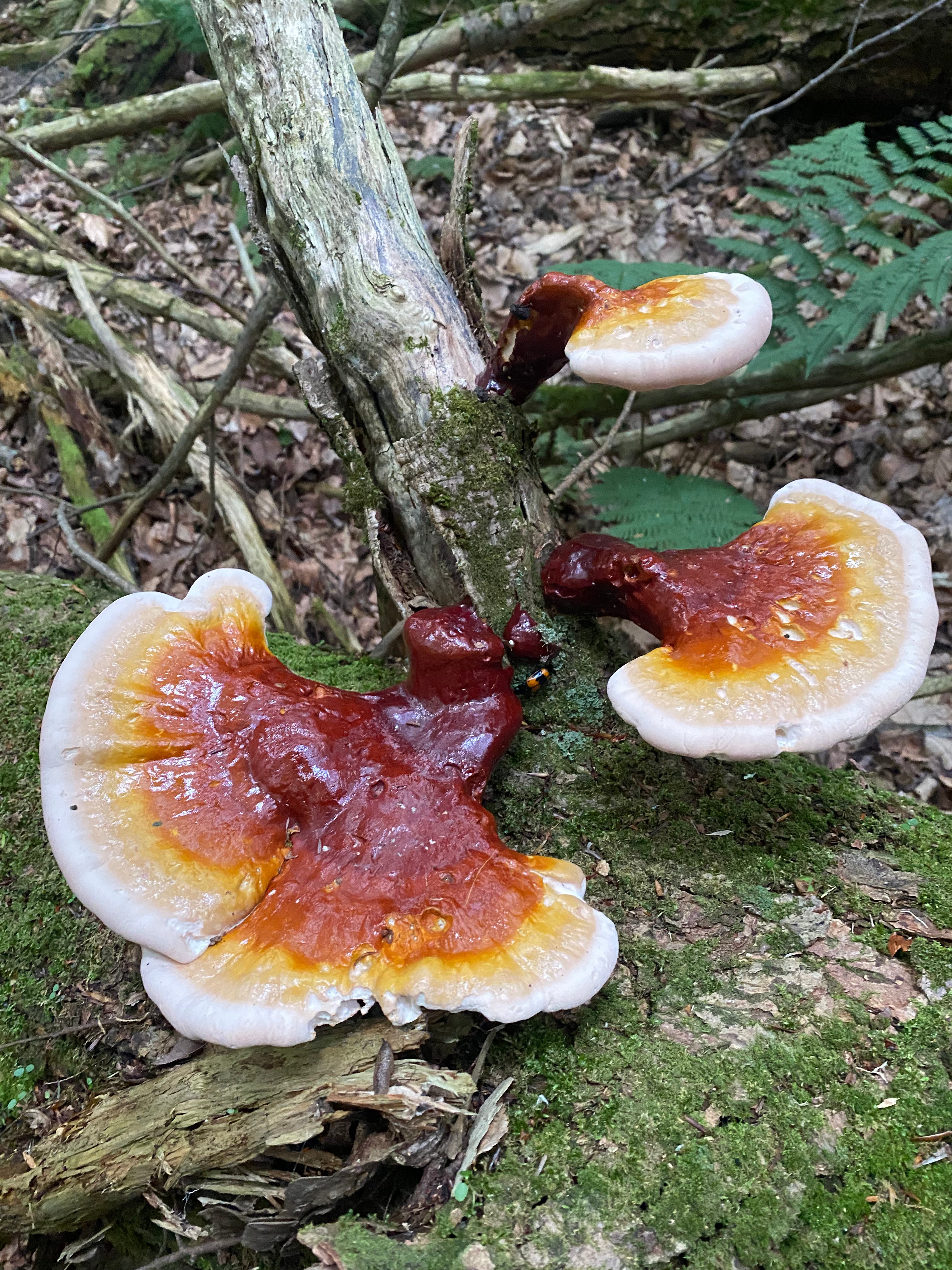 Wild Reishi Tincture