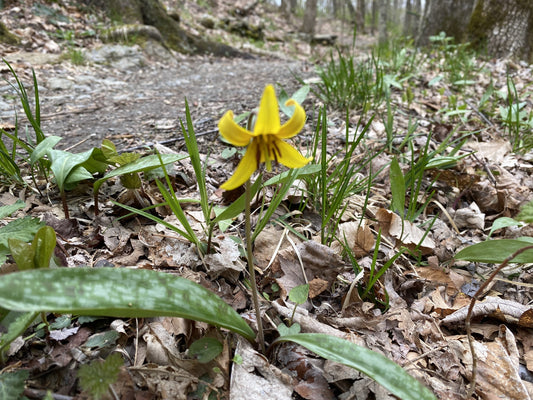 Yellow Trout Lily Flower Essence