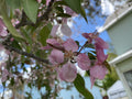 Crab Apple Flower Essence