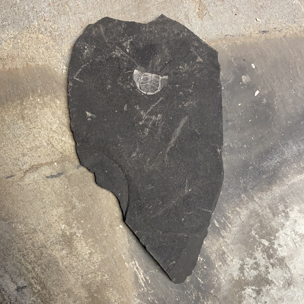 Trilobite Fossil