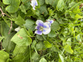 Sweet Violet Flower Essence