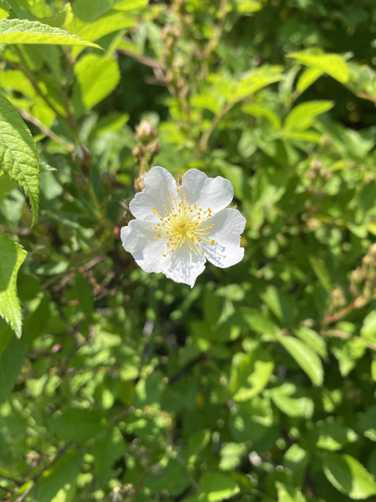 Wild Rose Flower Essence