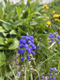 Grape Hyacinth Flower Essence