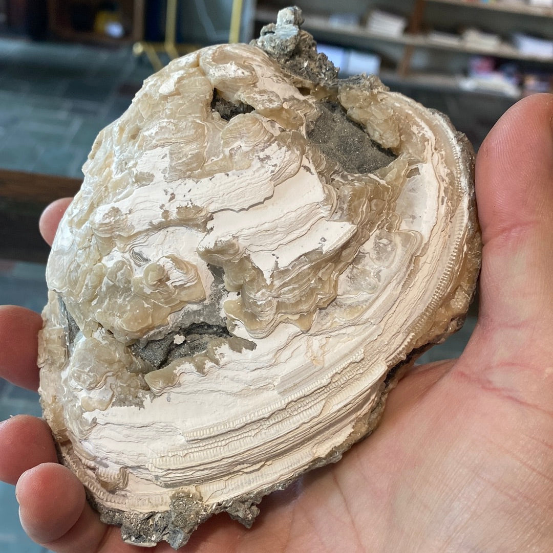 Calcite in Clam Fossil