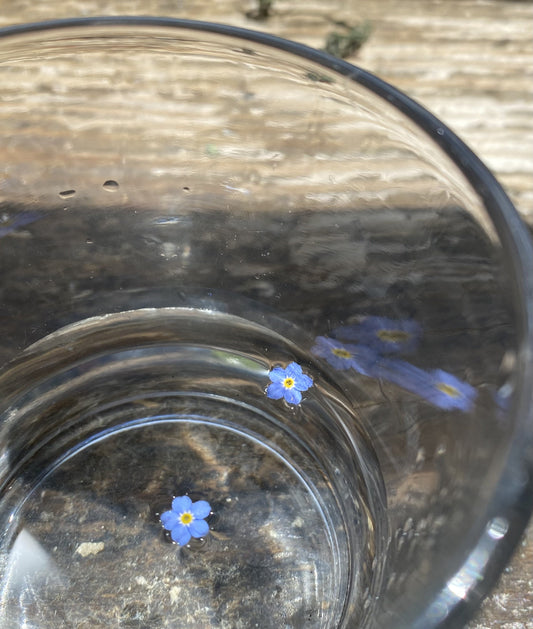 Forget-Me-Not Flower Essence