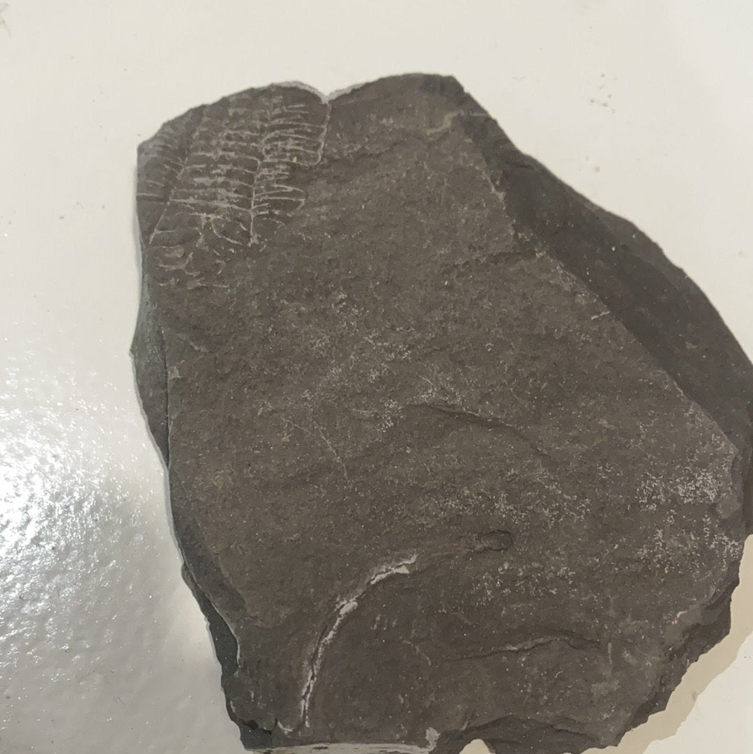 Trilobite Fossil