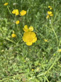Buttercup Flower Essence