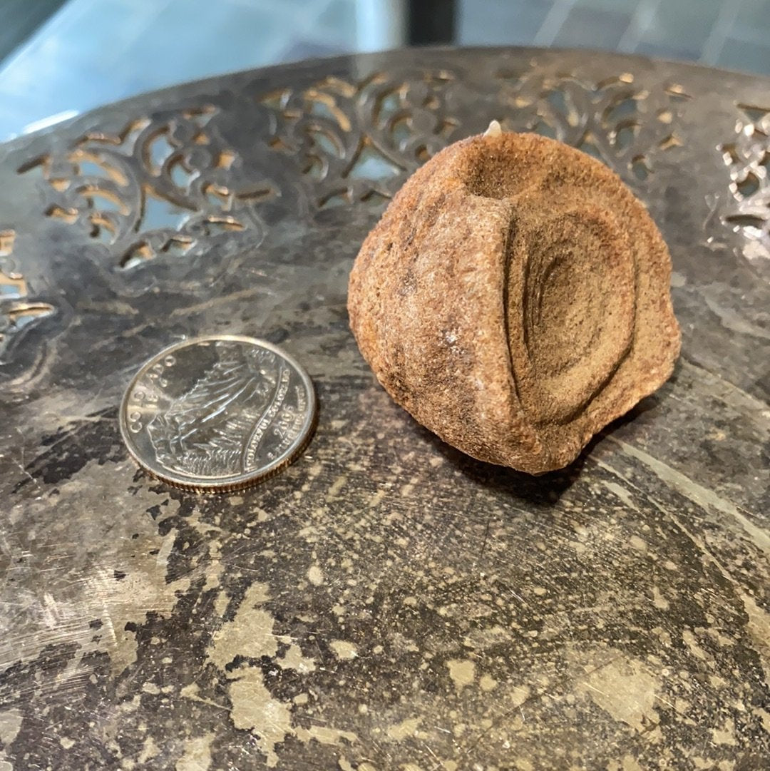 Stromatolite Fossil