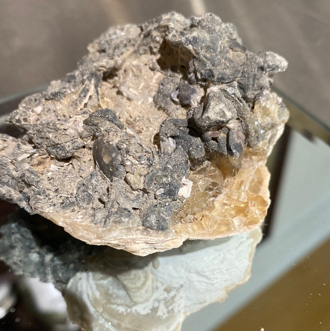 Calcite Clam Fossil