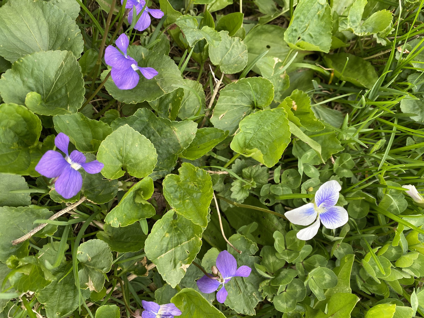 Blue Violet Flower Essence