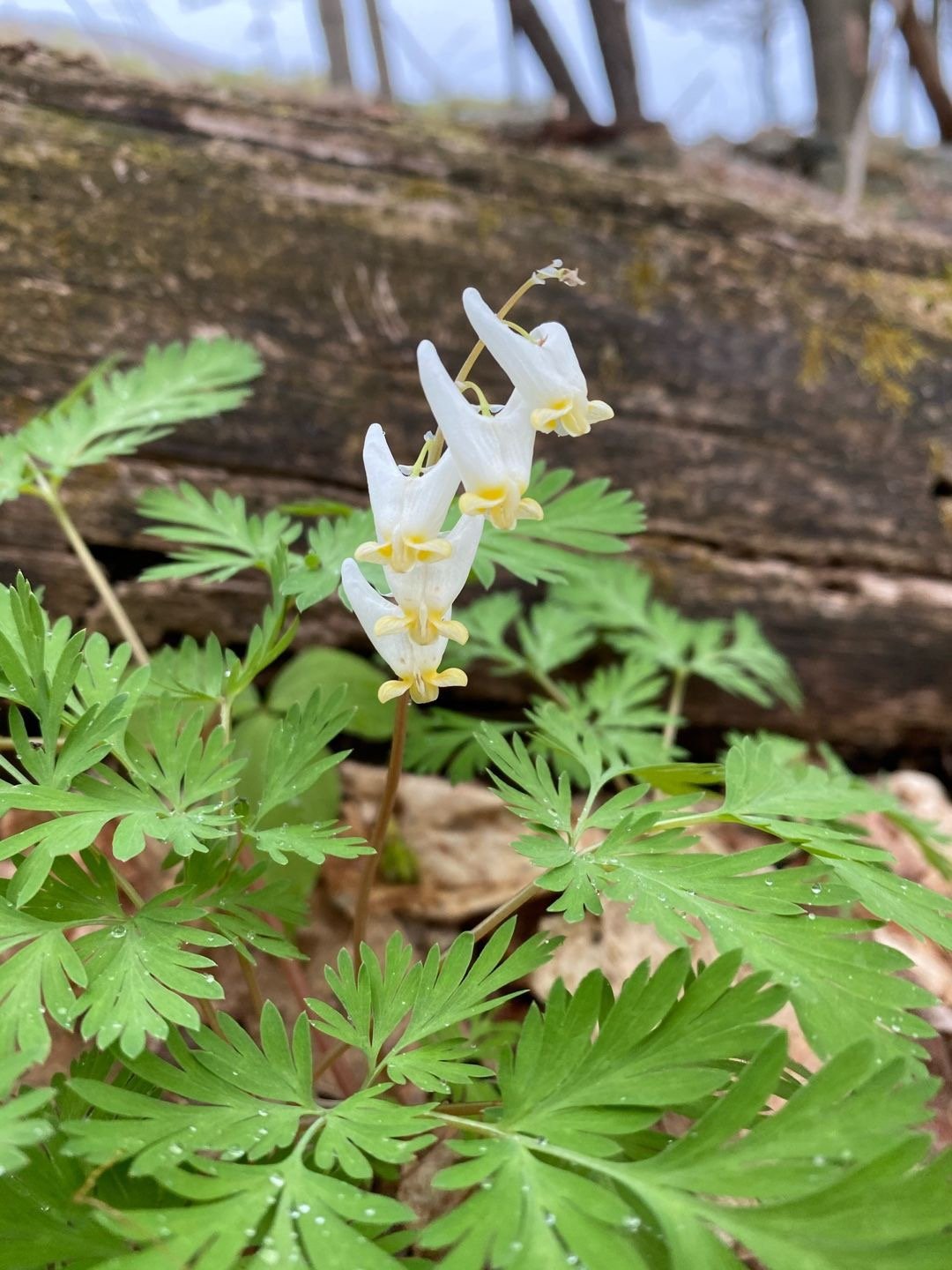 Dutchman's Breeches Flower Essence