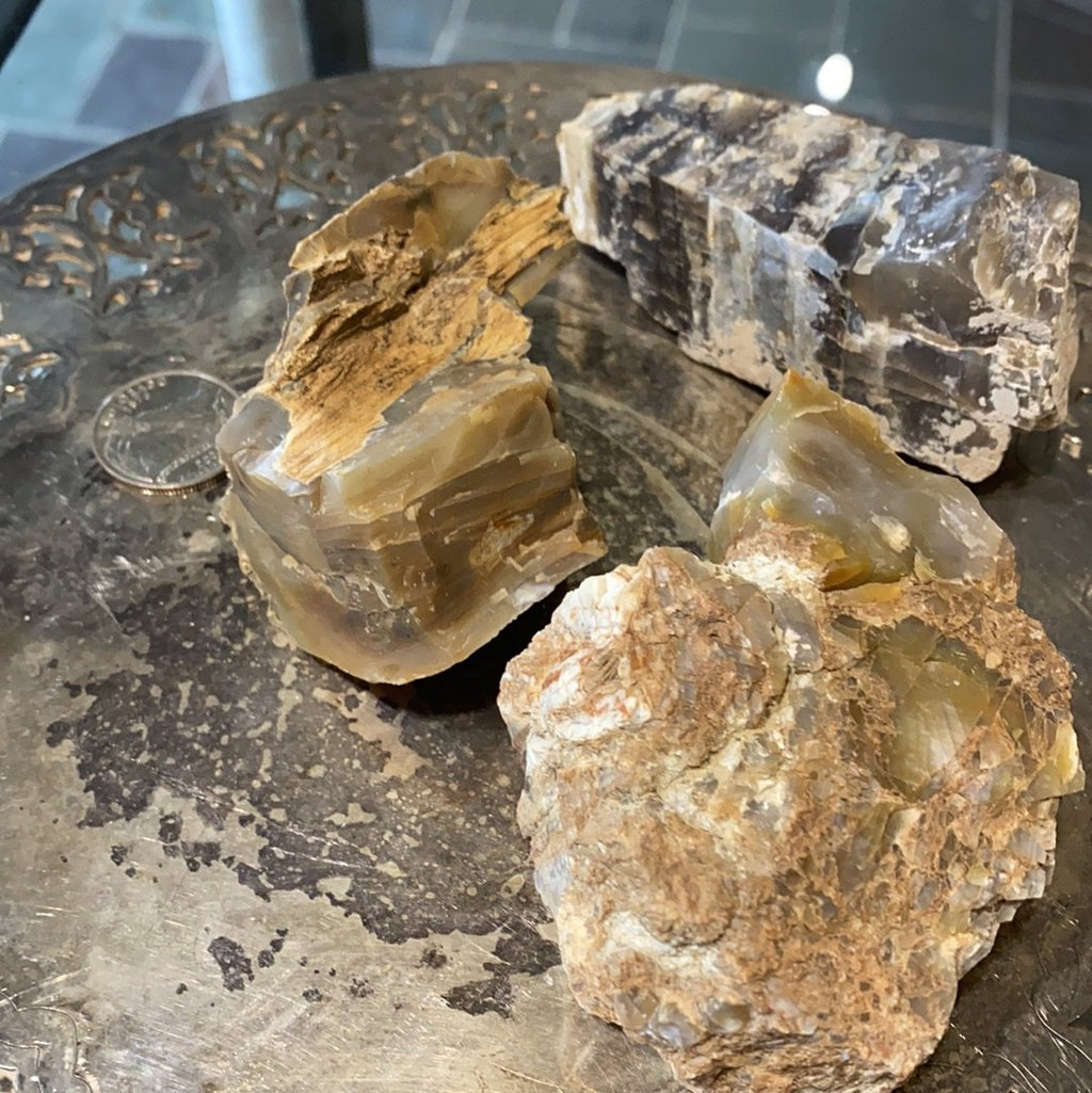 Raw Petrified Wood (Utah)