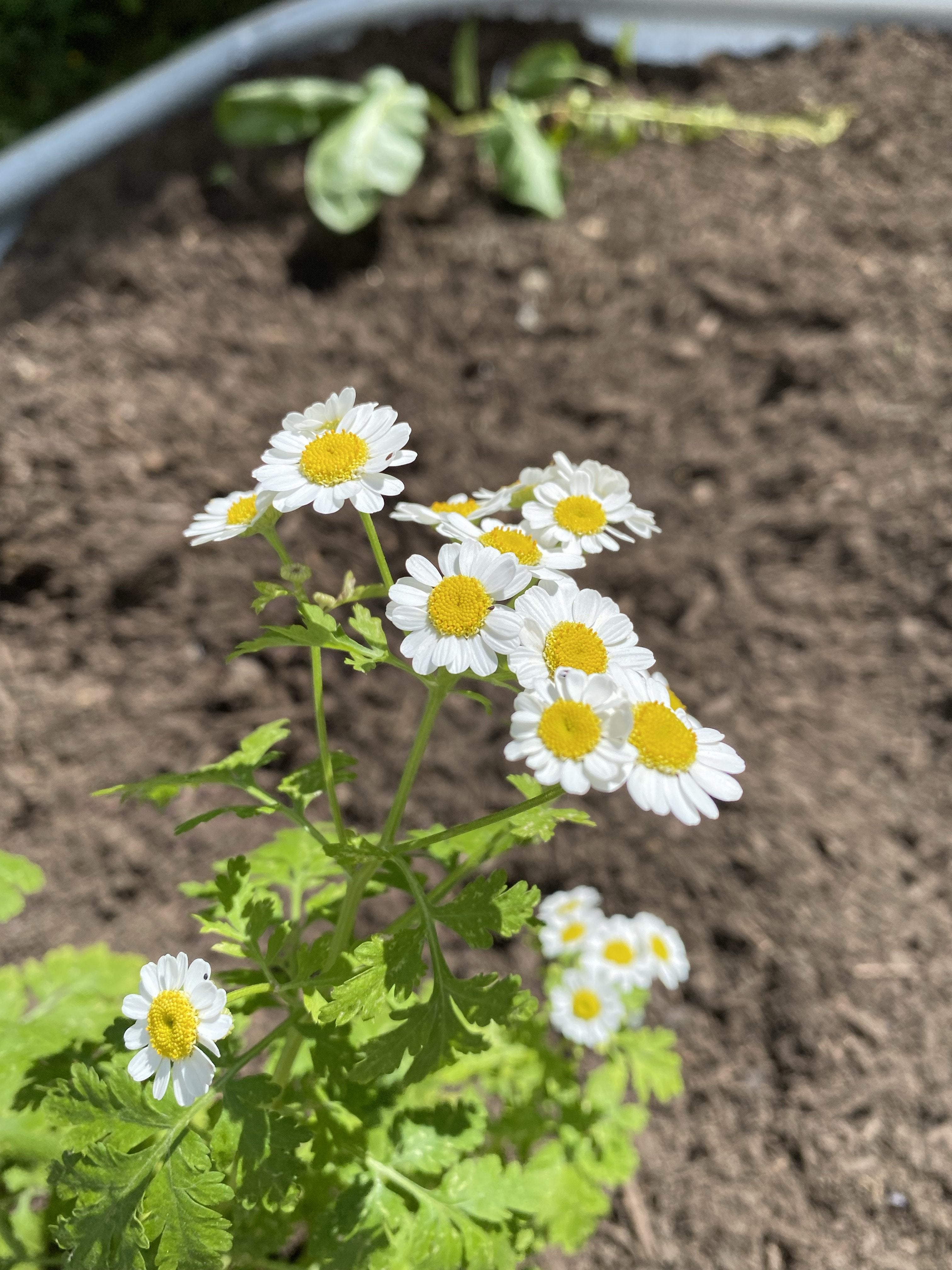 Feverfew Flower Essence